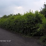 Hainbuchenhecke um Schrebergarten